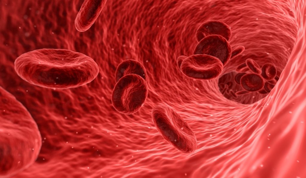 Кровеносные сосуды krov sosudi